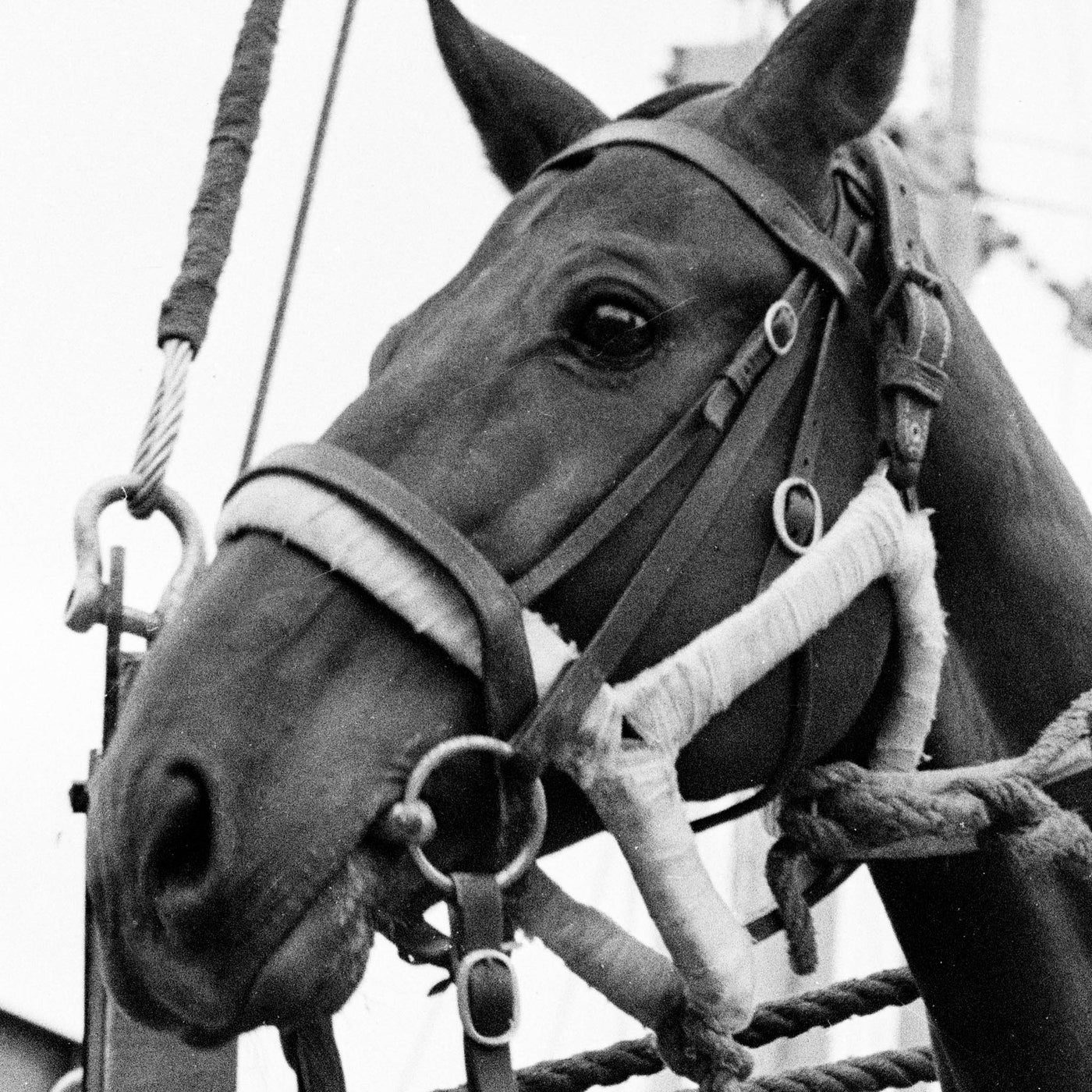 Hästtransporten 1952